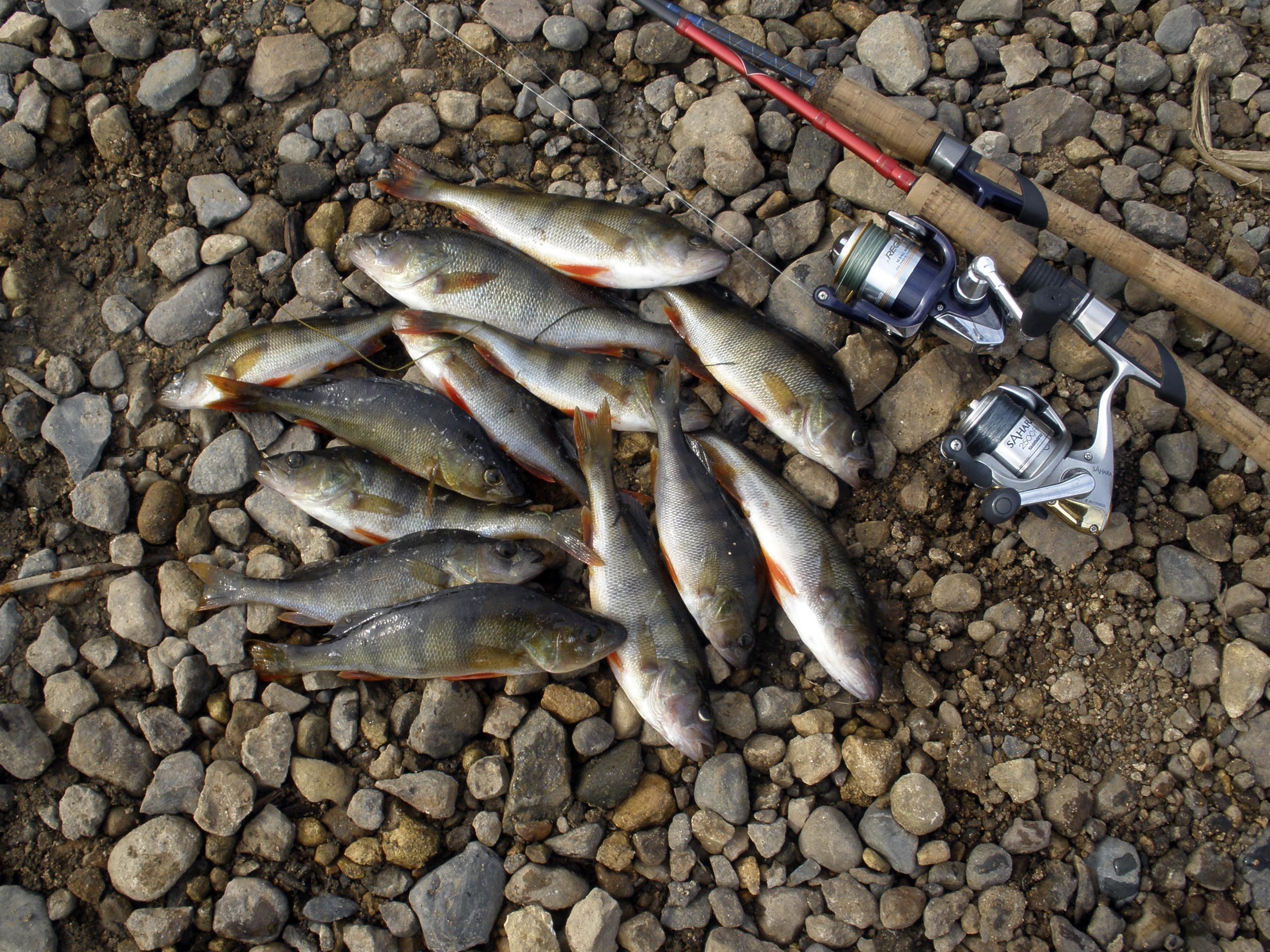 Рыбалка на реке Мга Ленинградской области