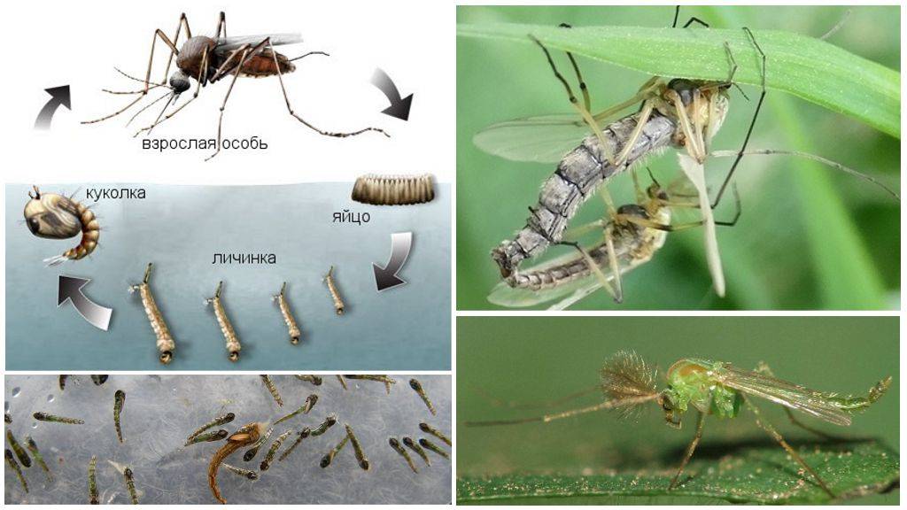 Комар – описание, образ жизни и среда обитания. чем питается комар? обзор предпочтений насекомого в зависимости от пола и стадии развития