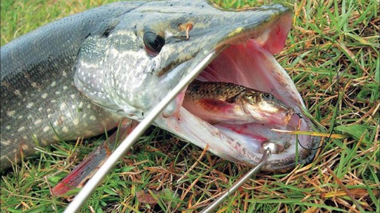 Особенности национальной рыбалки. ловля хищной и мирной рыбы.