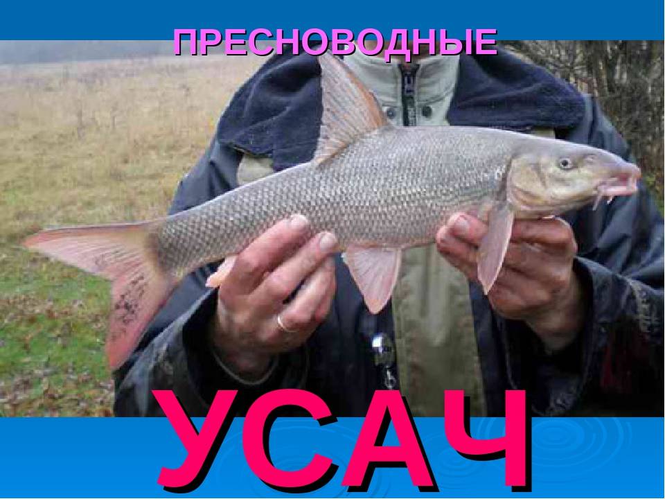 Рыба краснодарского края фото и названия