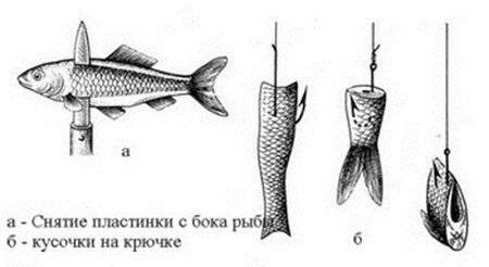 ✅ как ловить на бутылку рыбу: щуку, судака, налима - fishyarm.ru