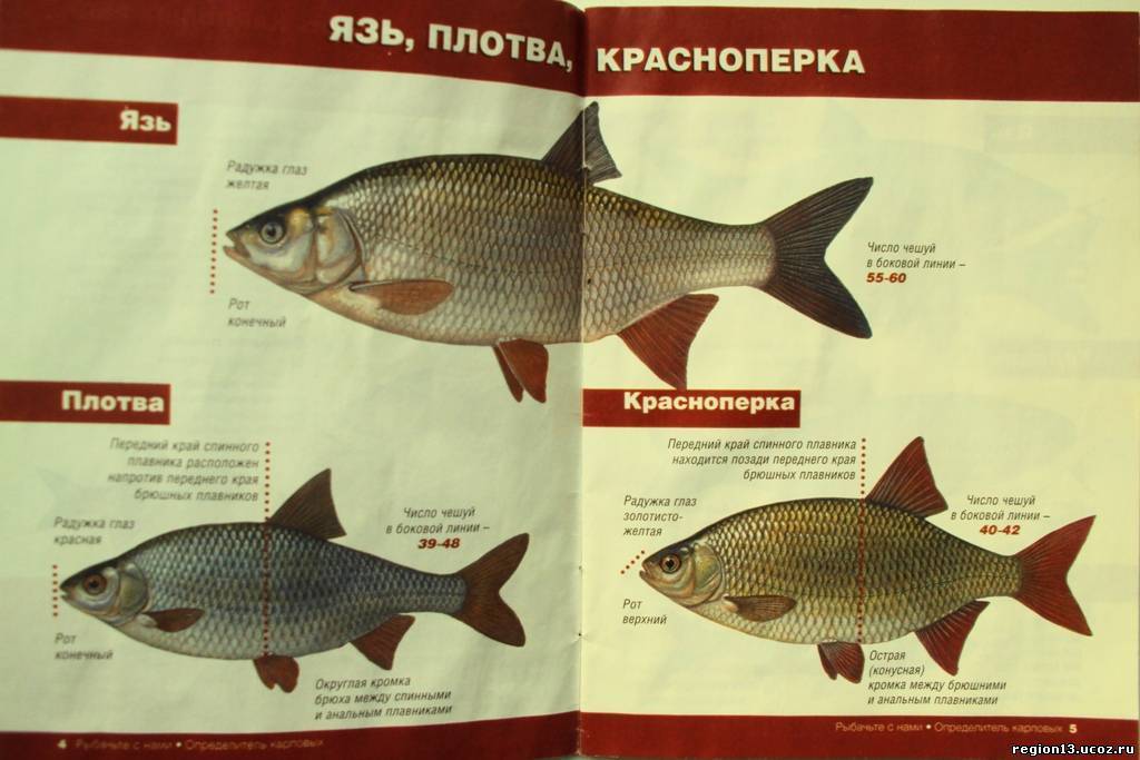 Ловля сахалинской красноперки: какие снасти выбрать для ловли рыбы