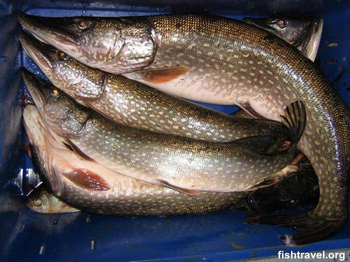 Рыбалка в томске (21 фото): платная и бесплатная рыбалка в томской области, рыболовные базы в каргаске, молчаново и на чулыме