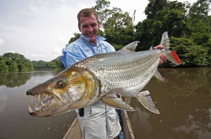 Большая тигровая рыба голиаф: свирепый хищник реки конго