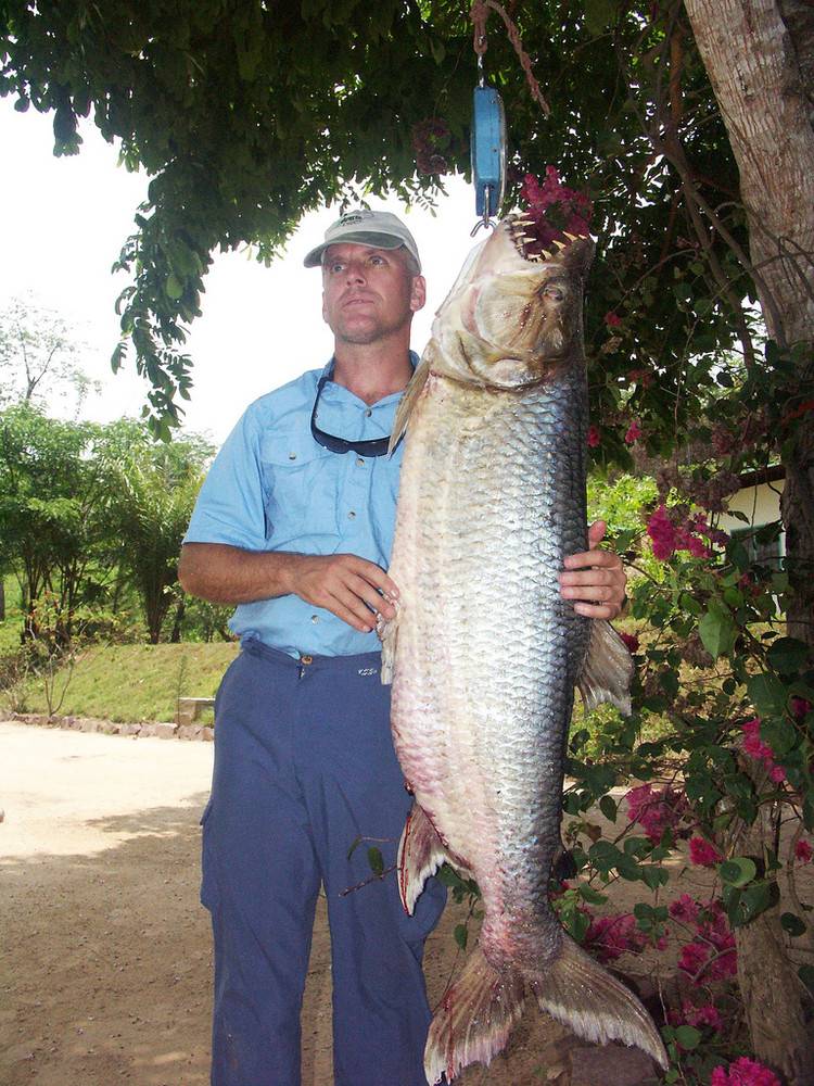 Тигровая рыба голиаф: описание и характеристики