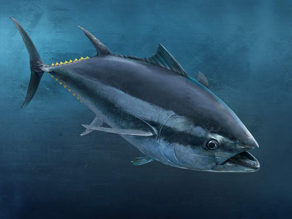 Польза и вред тунца для здоровья человека, калорийность и полезные свойства