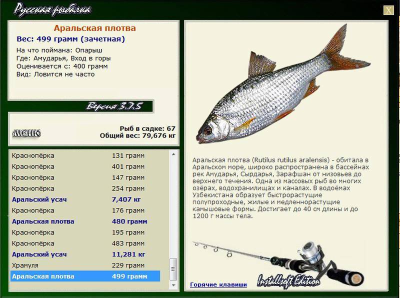 Плотва, описание рыбы, образ жизни, на что и как ловить