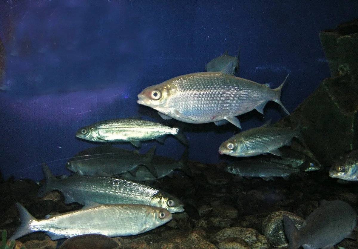 Омуль байкальский фото и описание – каталог рыб, смотреть онлайн
