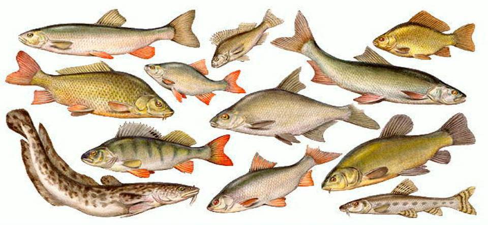 Пресноводные рыбы россии фото и названия средней полосы