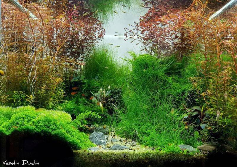 Голландский аквариум: схема посадки растений, оформление, грунт