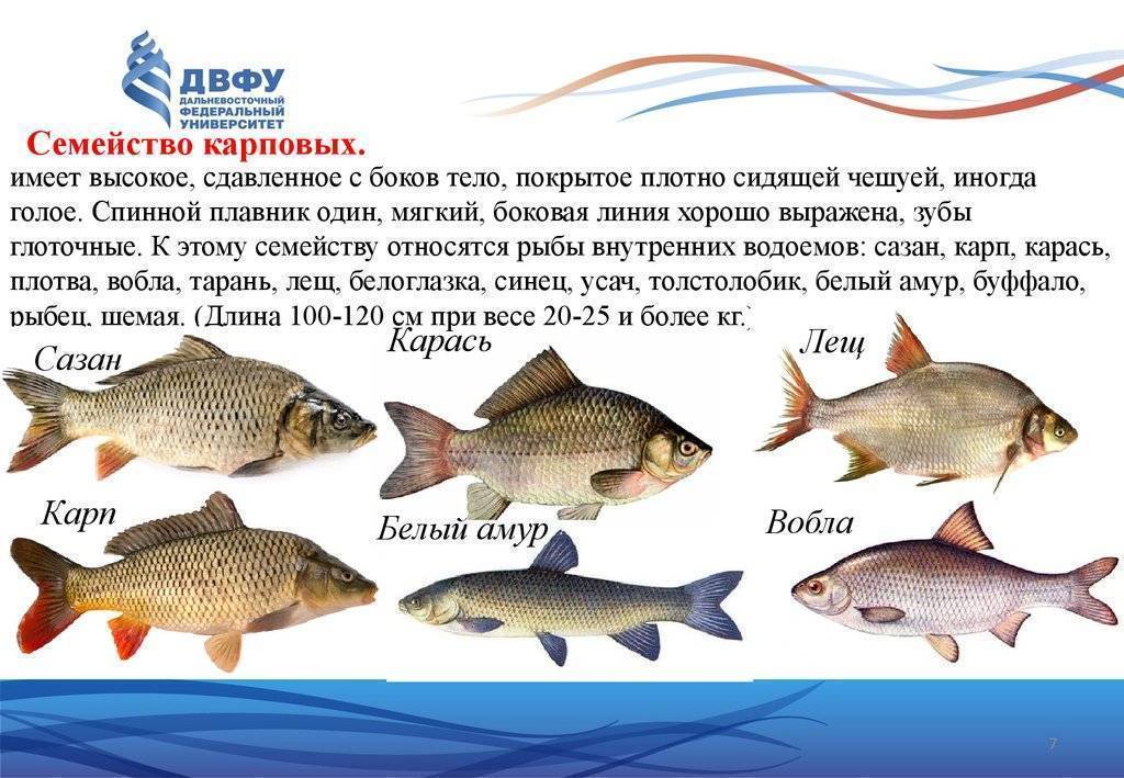 Семейство тунцовых рыб список с фото
