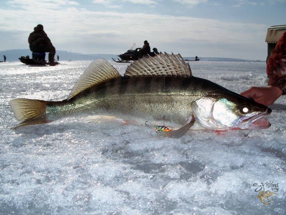 Рыбалка зимой на судака
