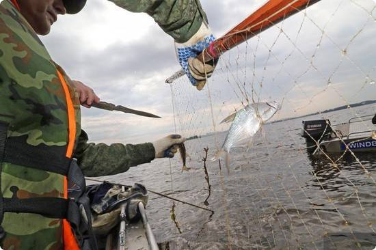 На что можно ловить рыбу по правилам рыболовства: нормы вылова, разрешенные снасти и места рыбалки
на что можно ловить рыбу по правилам рыболовства: нормы вылова, разрешенные снасти и места рыбалки