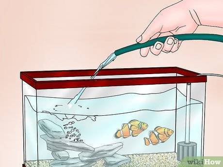 Уход за аквариумом и рыбками для начинающих в домашних условиях