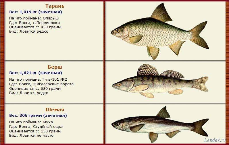 Особенности морды для ловли рыбы