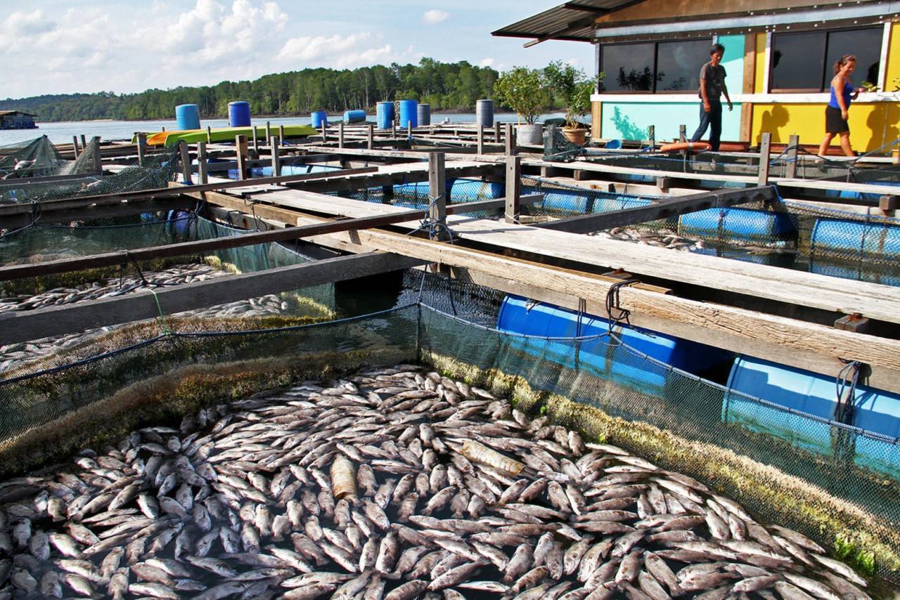 Разведение форели: делаем деньги на продаже рыбы