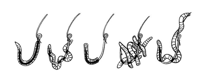Как насадить червя на крючок - правильная насадка выползка, дождевого и навозного червей (видео)?