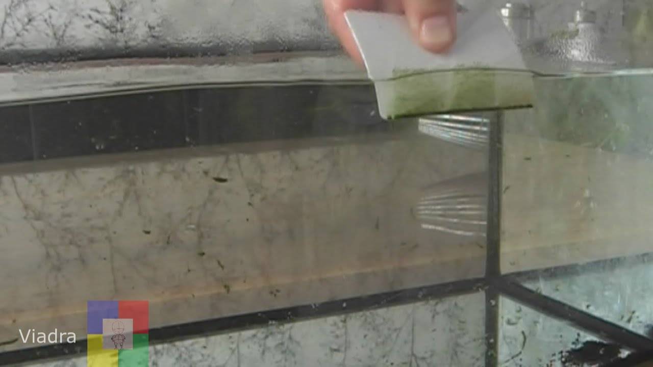 Зеленый налет на стенках аквариума - избавляемся раз и навсегда