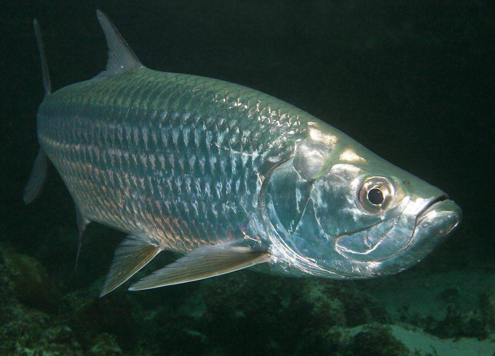 Тарпон - рыба для спортивной рыбалки. описание видов, строение и ареал обитания