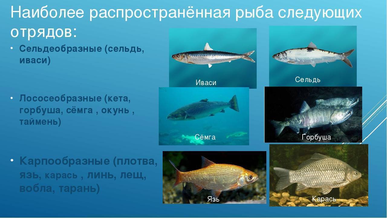 К какому отряду относится морской. Отряд Сельдеобразные представители. Карпообразные и Сельдеобразные. Отряды костистых Сельдеобразные. Признаки отряда Сельдеобразные.