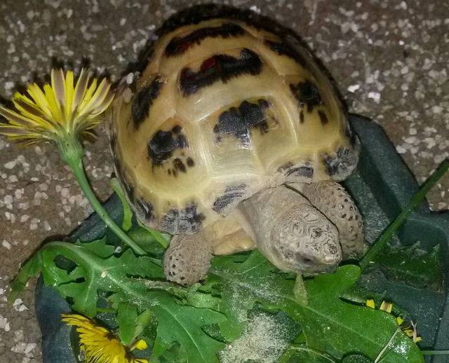✅ что едят сухопутные черепахи в домашних условиях? чем кормить в домашних условиях сухопутную черепаху - wokak.ru