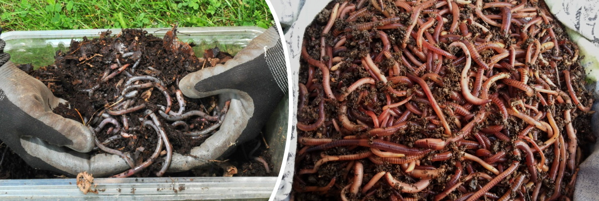 Как сохранить червей для рыбалки в домашних условиях