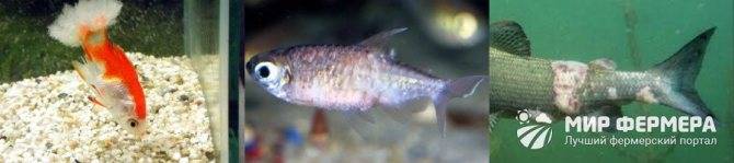 Гексамитоз у рыб: симптомы, лечение метронидазолом в общем аквариуме