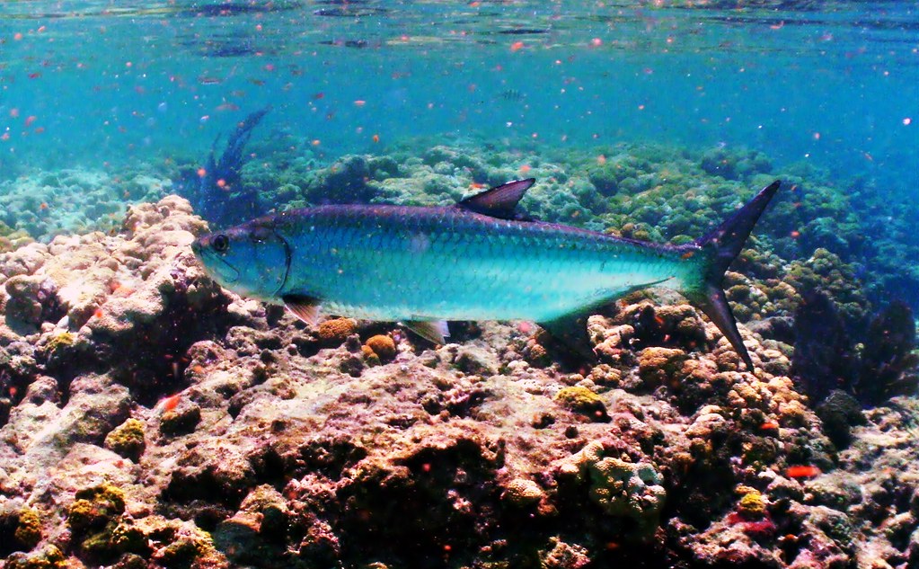 Рыбы атлантического океана фото с названиями