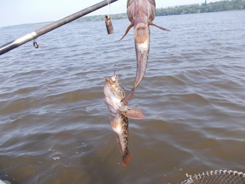 Ловля рыбы в Азовском море