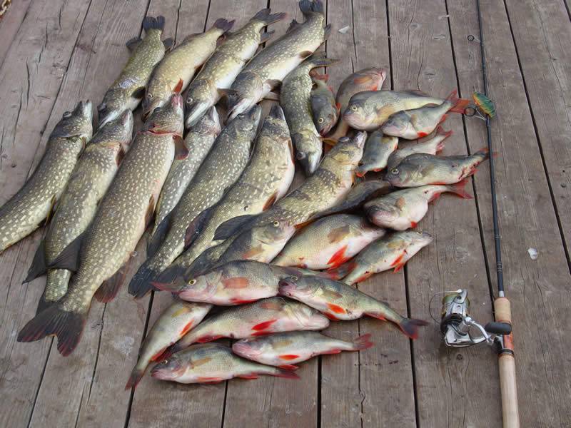 Рыбалка на каме: какая рыба водится, ловля летом с берега