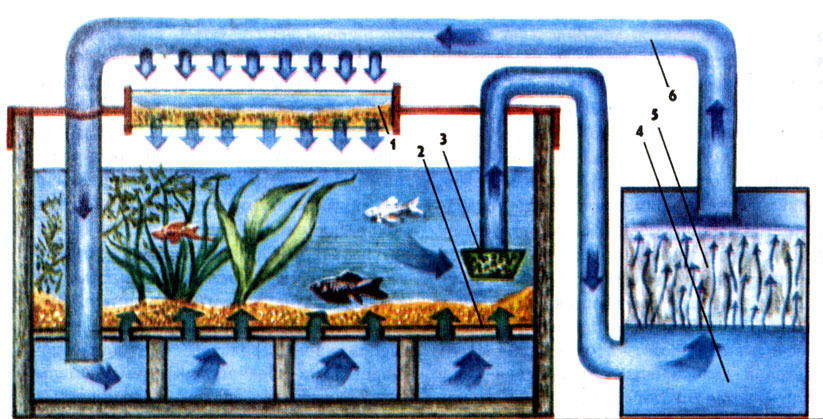 Узв для выращивания рыбы своими руками: оборудование для аквафермы, схемы для выращивания – установка замкнутого водоснабжения, бассейн и биозагрузка