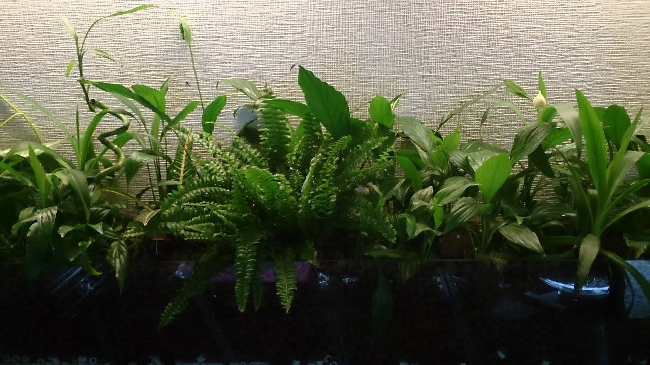 Растения для фитофильтра для аквариума фото с названиями