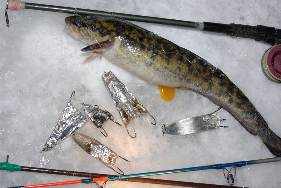 Секреты успешной зимней рыбалки на налима