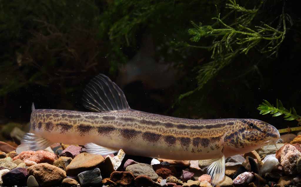 Сибирская щиповка Cobitis melanoleuca