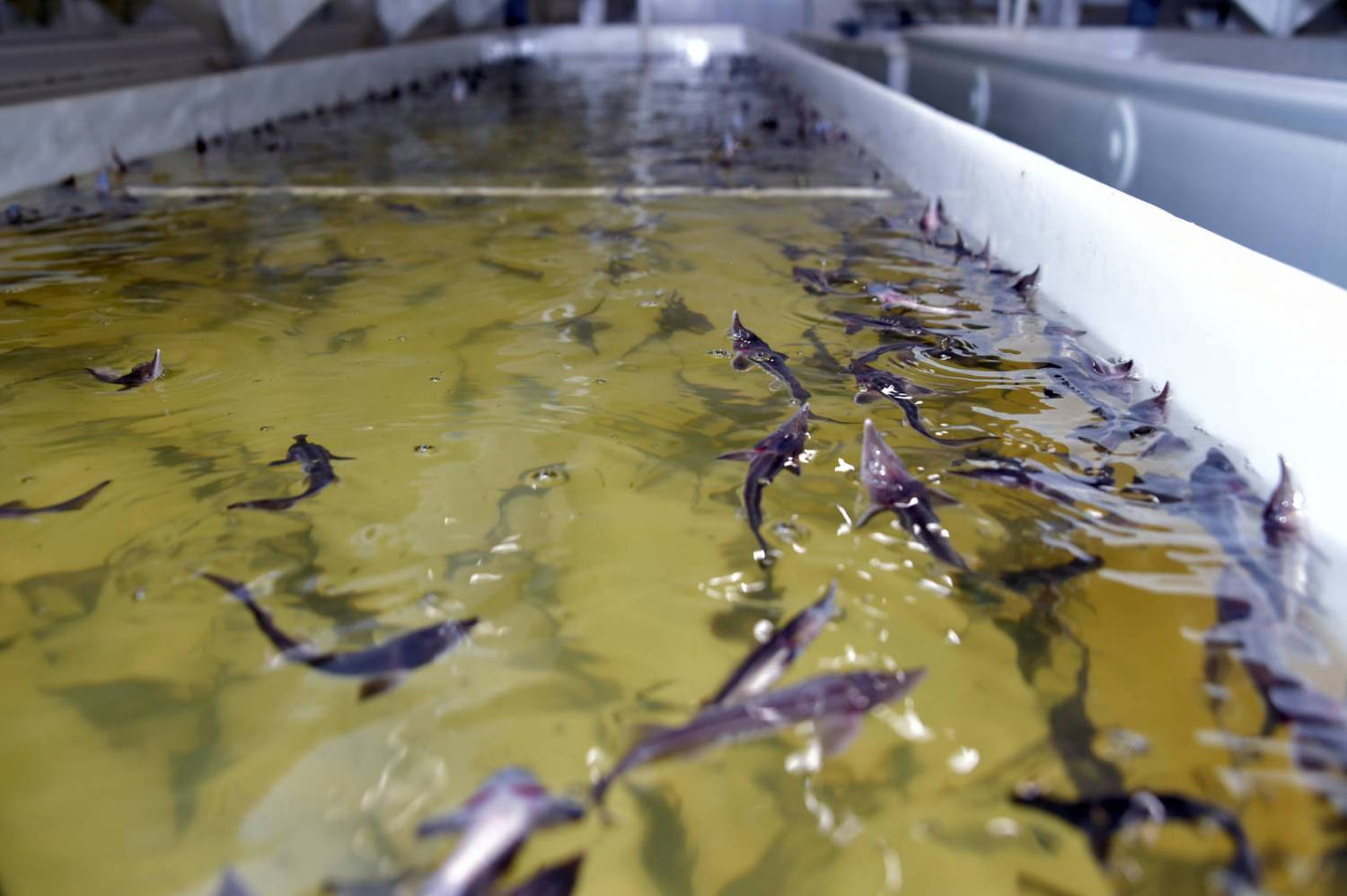 Разведение рыбы в искусственных водоемах как бизнес