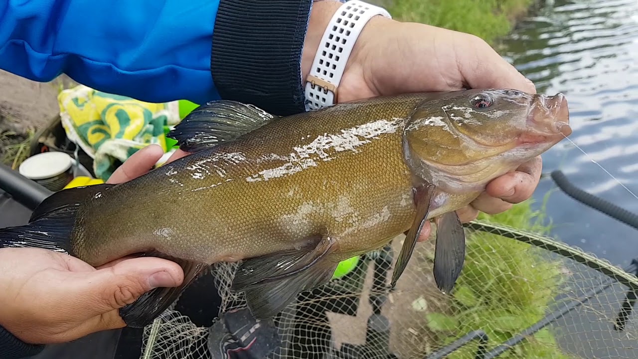 Ловля линя — особенности рыбалки - fishingwiki