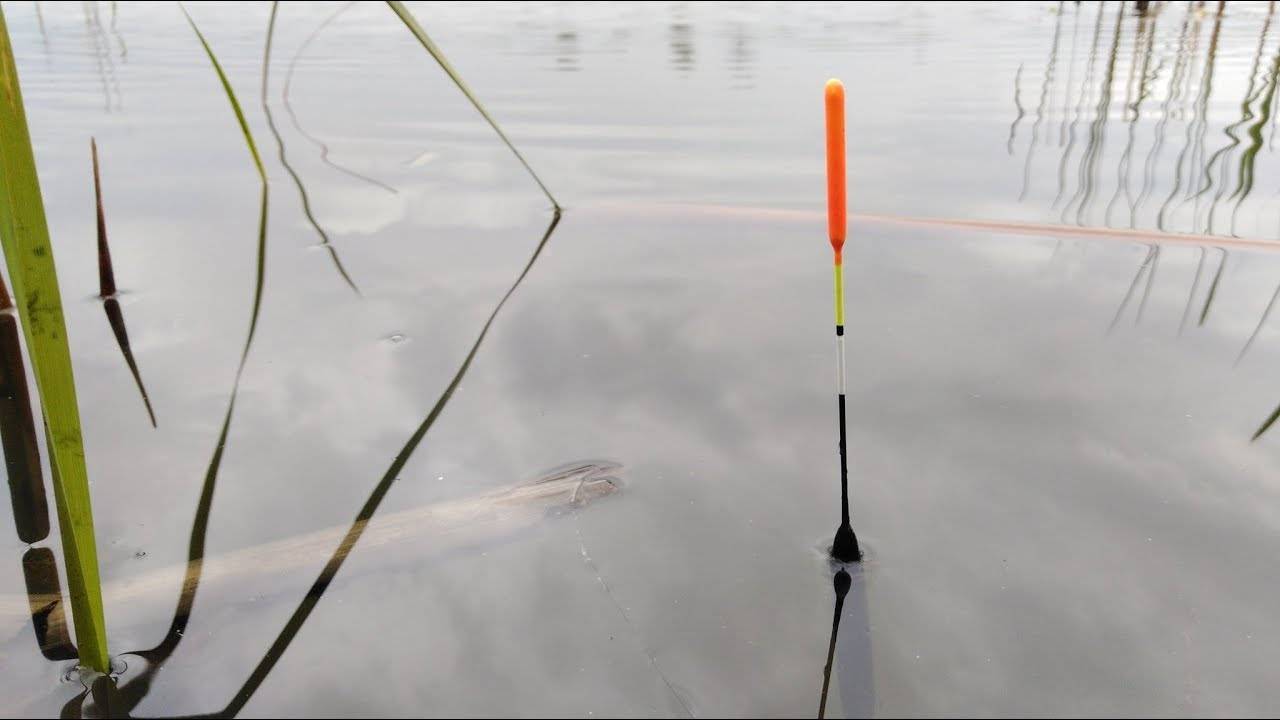 Ловля линя - на что и как ловить, особенности рыбалки