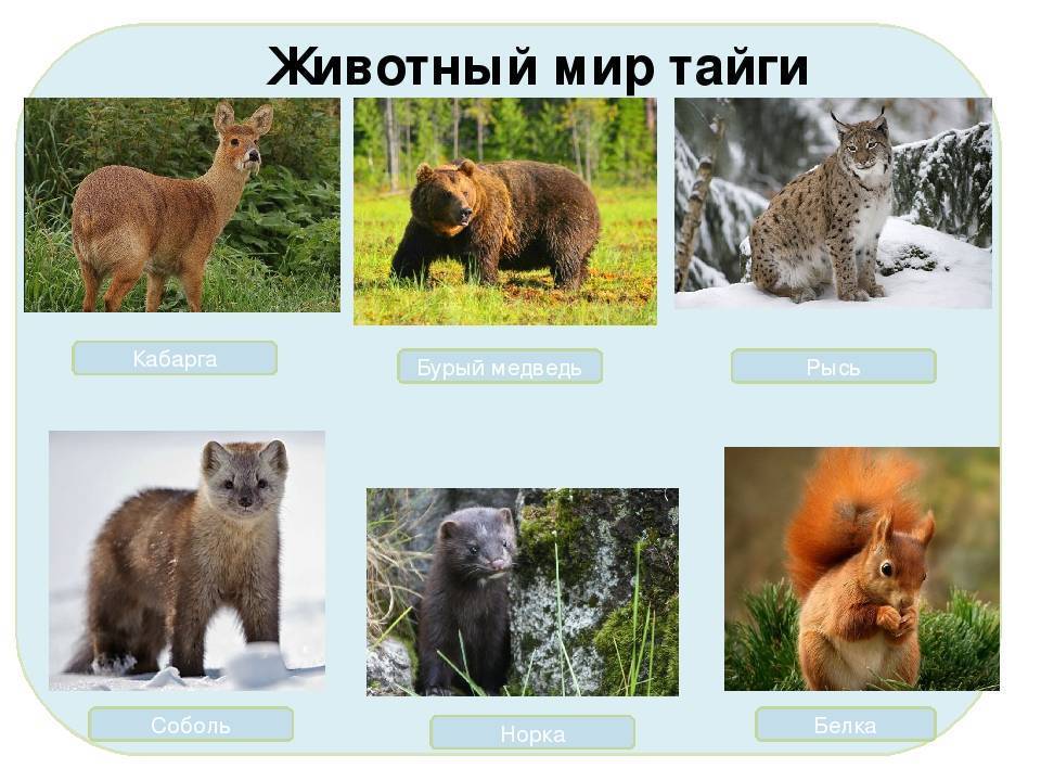 Животные тайги в россии – кто водится из фауны