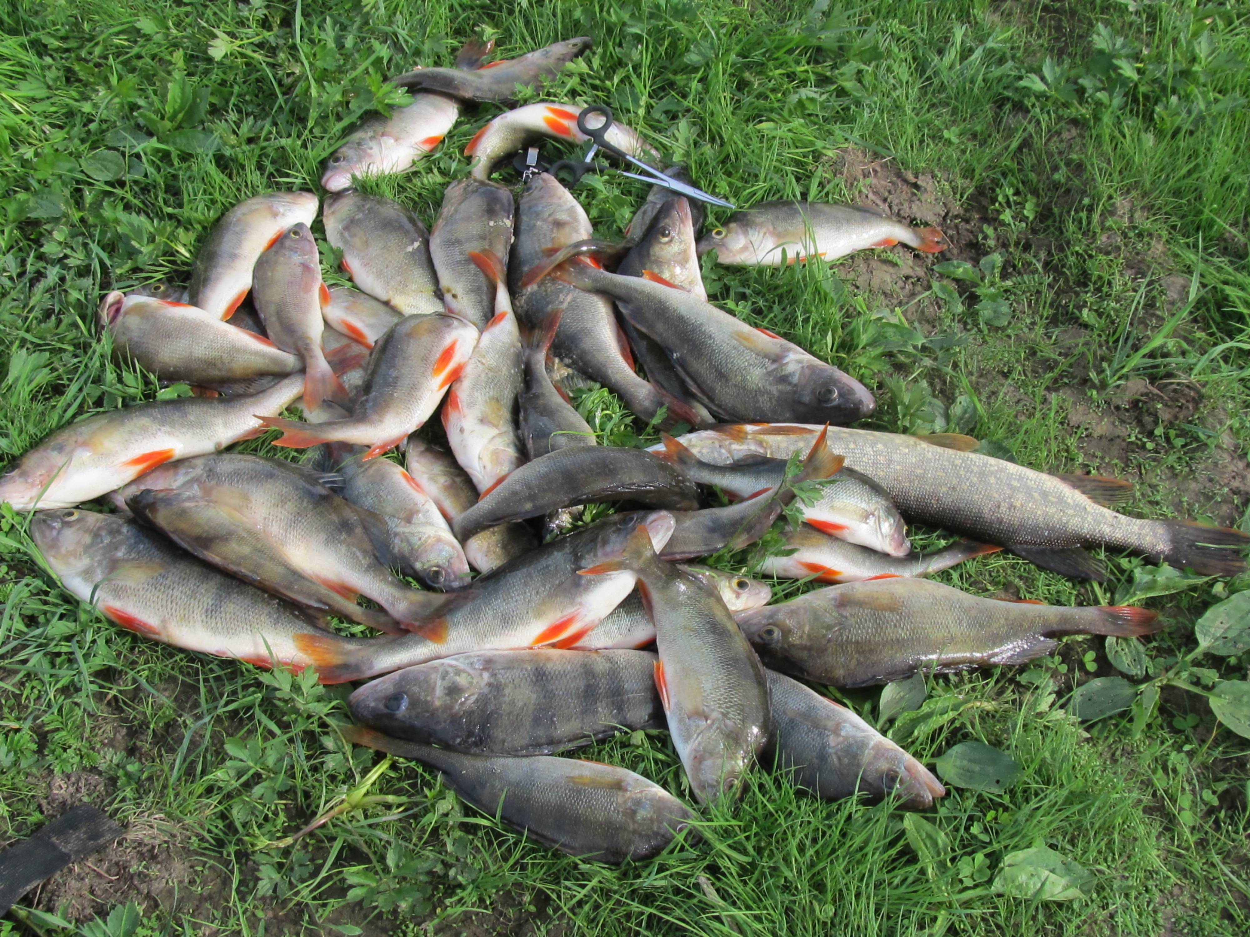 Рыбалка на истринском водохранилище