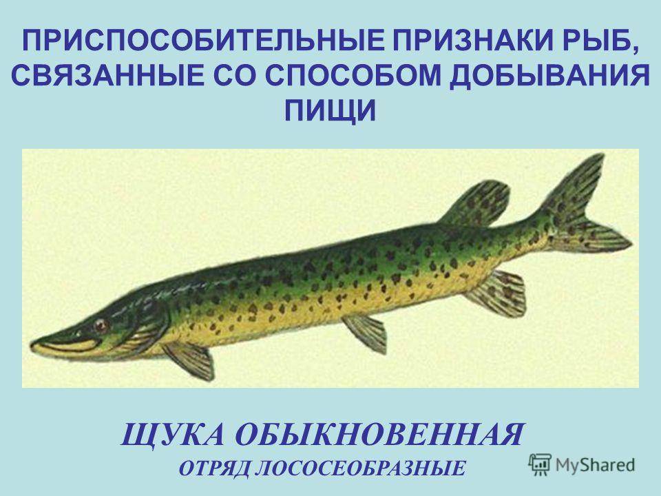 Какой тип развития характерен для щуки обыкновенной. Щука обыкновенная. Строение тела щуки обыкновенной. Щука обыкновенная строение. Признаки рыб.