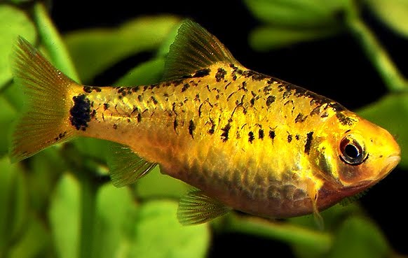 Барбус шуберта: фото, размножение и содержание в аквариуме, а также совместимость с другими рыбками