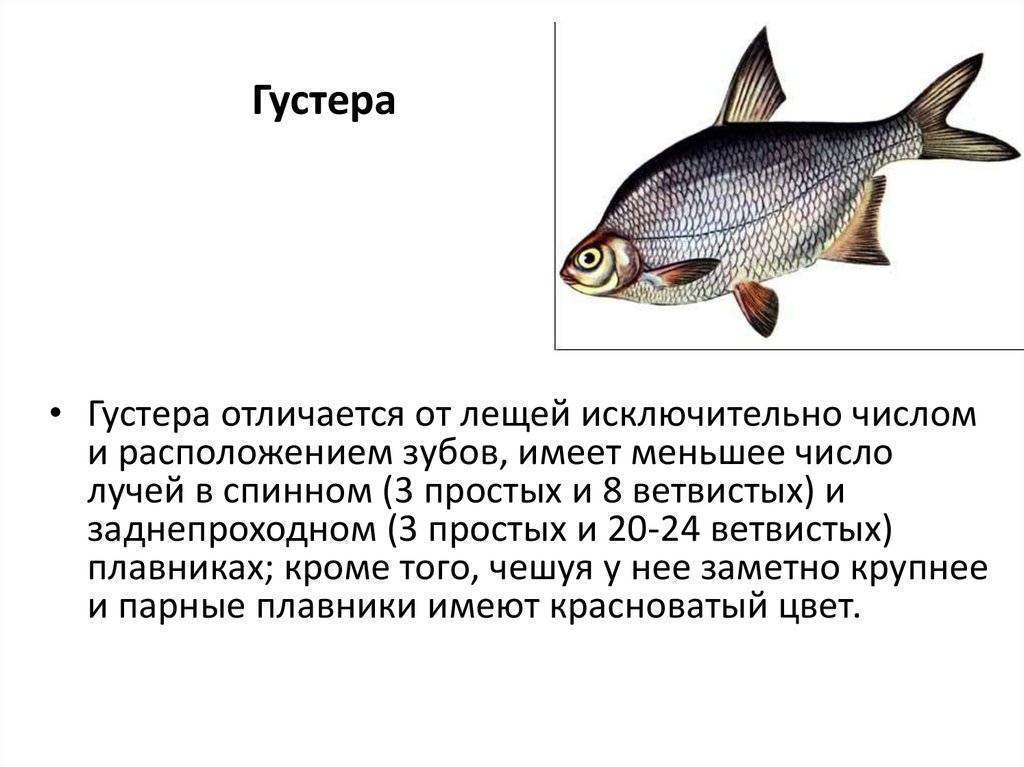 Отличия густеры и подлещика (леща) - фото и видеообзор разницы двух рыб