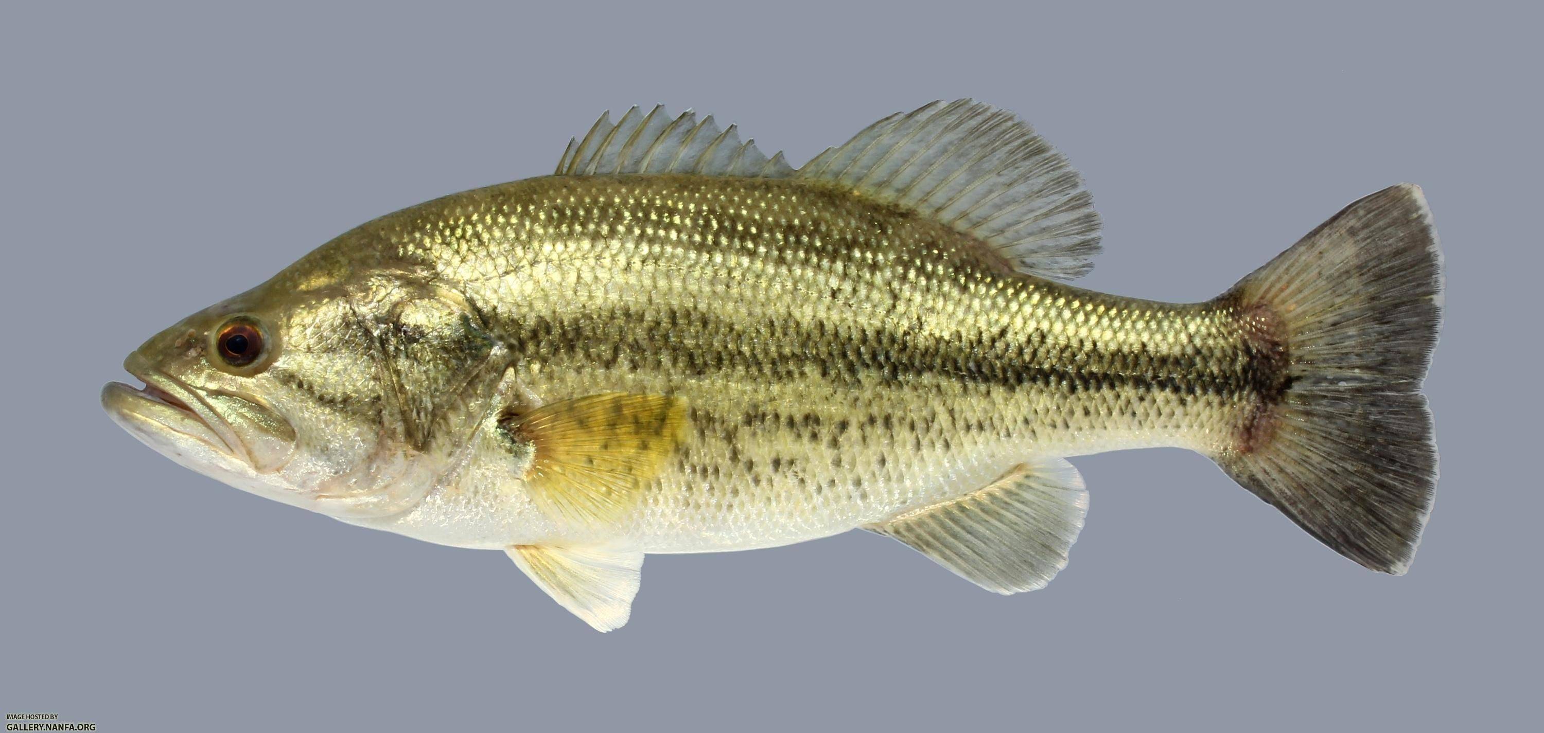 Басс большеротый фото и описание – каталог рыб, смотреть онлайн