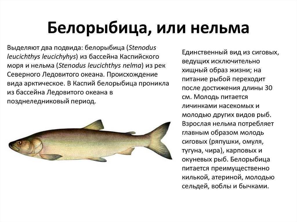 Белорыбица что это за рыба, и как её готовить — 6 рецептов приготовления царской рыбы