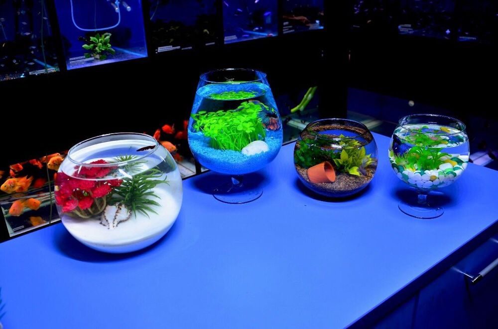 Круглый аквариум — фото в интерьере и правила организации