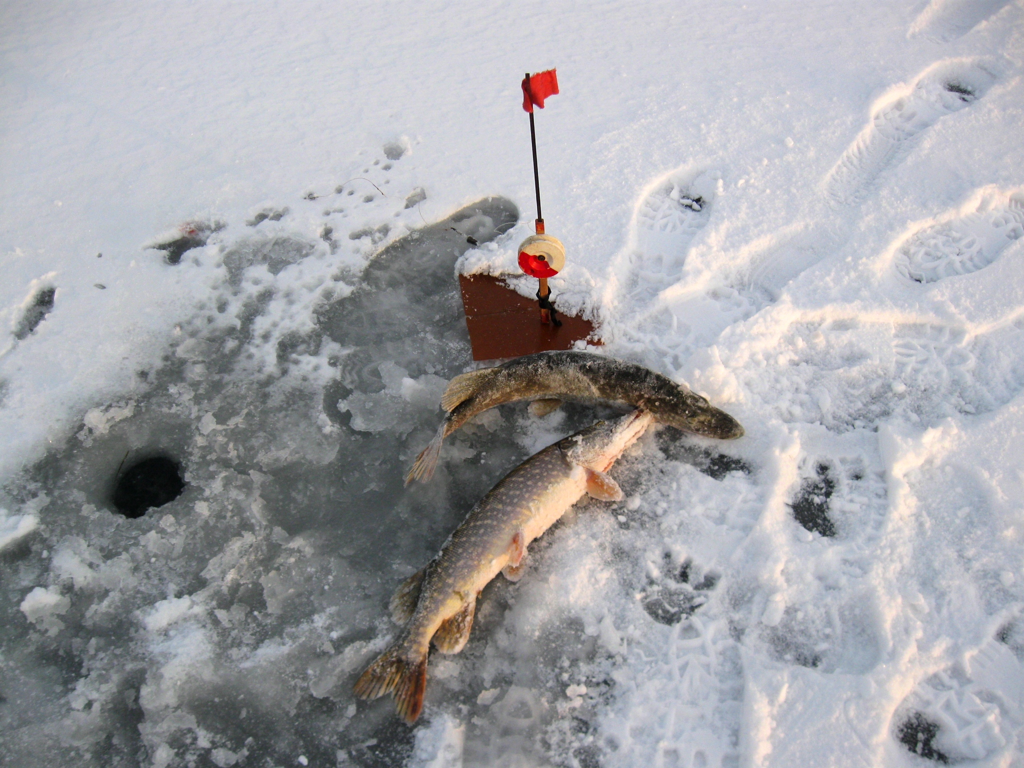 Ловля щуки на жерлицы по последнему льду на озерах