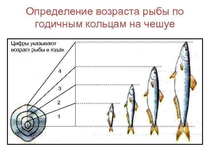 Как определить возраст рыбы – описание способов