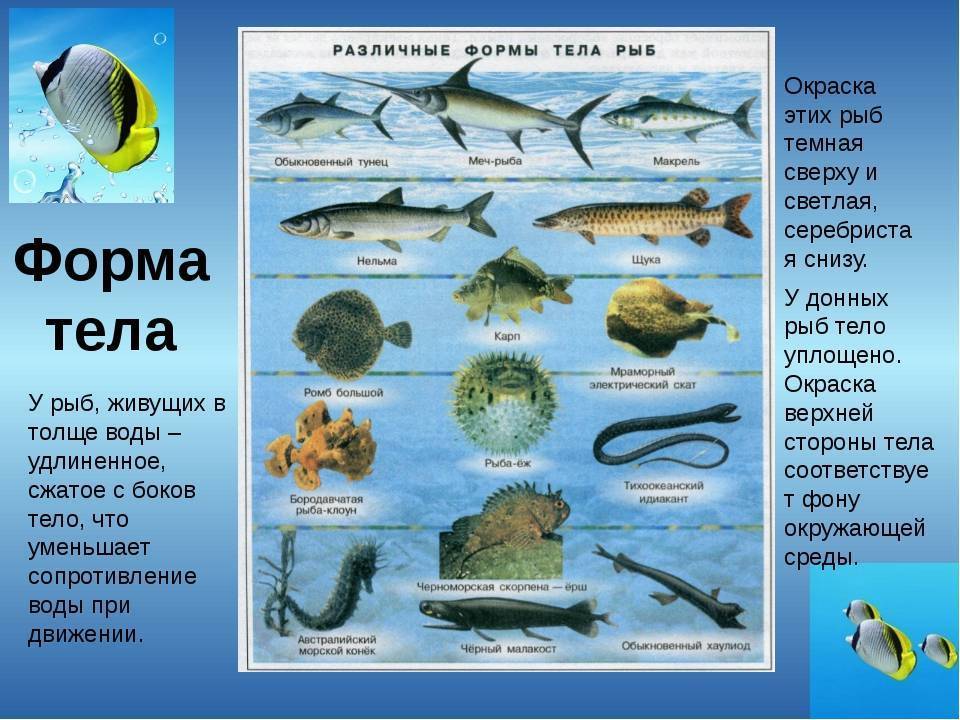 Размножение и производство африканского сома clarias gariepinus | aquafeed.ru