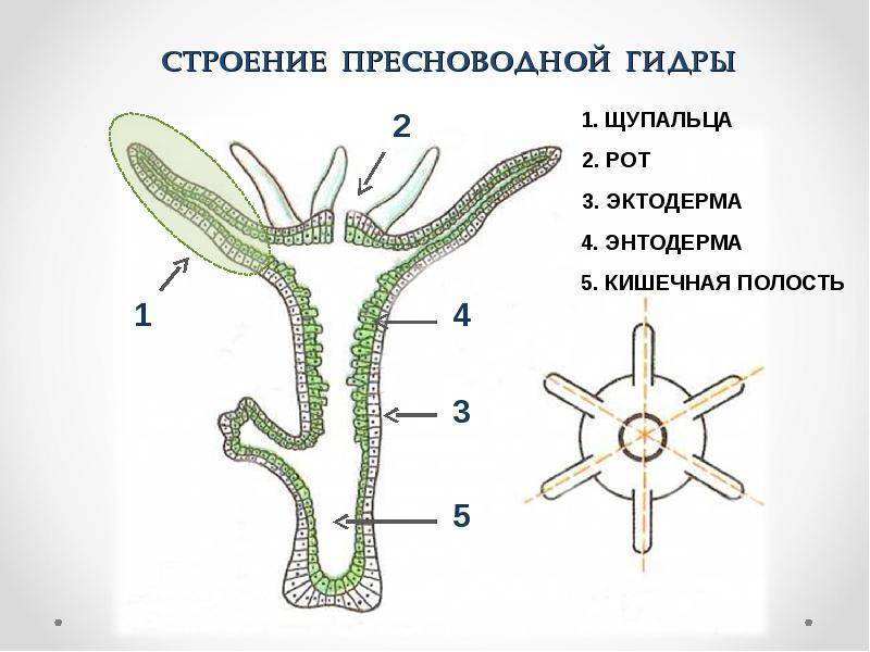 Гидроид медуза: жизнедеятельность и среда обитания, питание и размножение