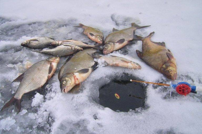 Особенности рыбалки на сахалине